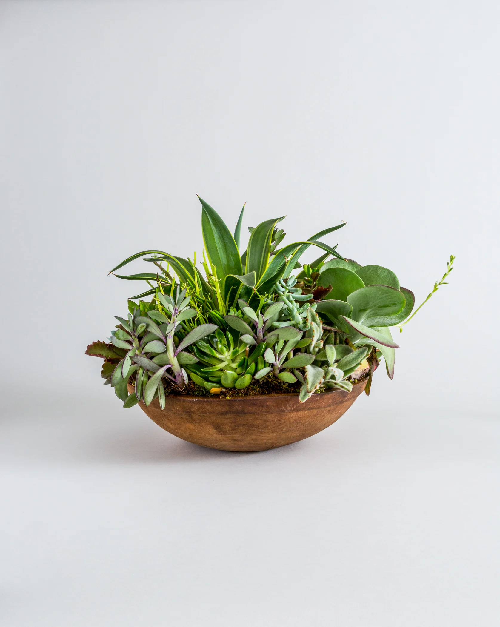 FAT_PLANT_FRONT_361_V3.jpg