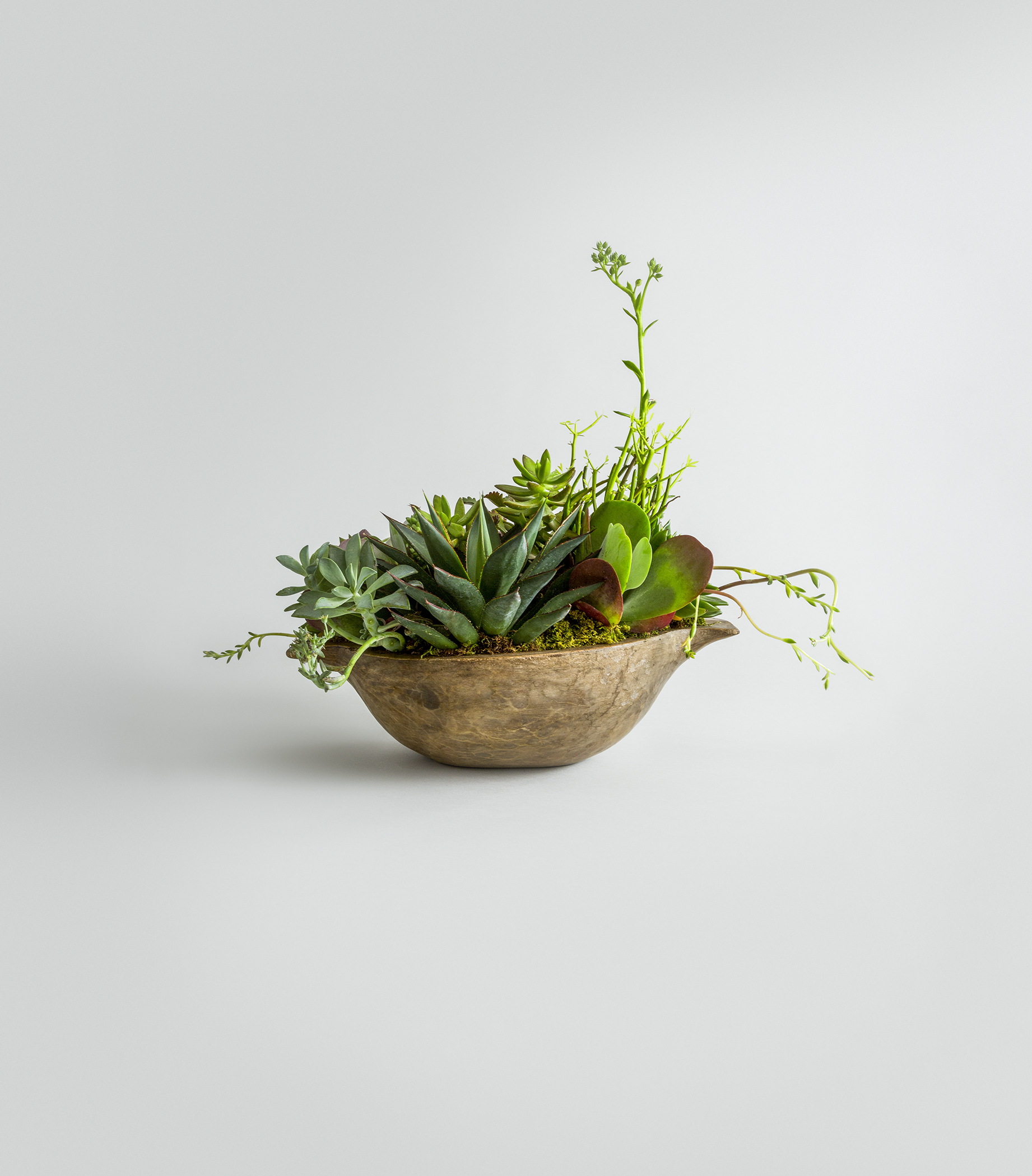FAT_PLANT_450_FRONT_V5_EXTNSN_LARGE.jpg