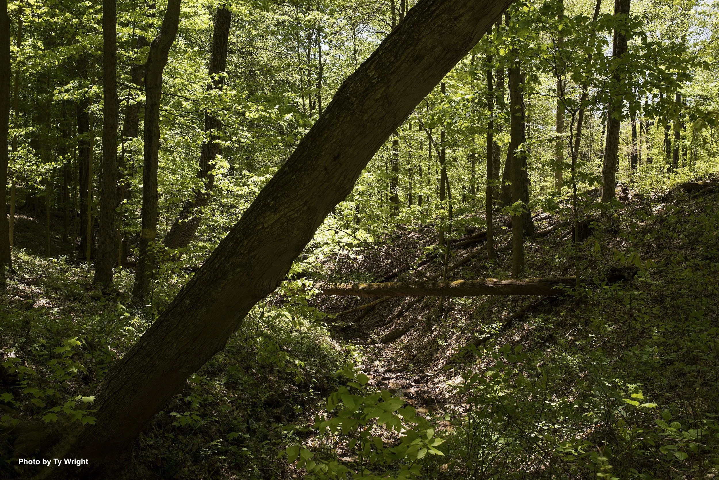 A small creek winds through the forest.