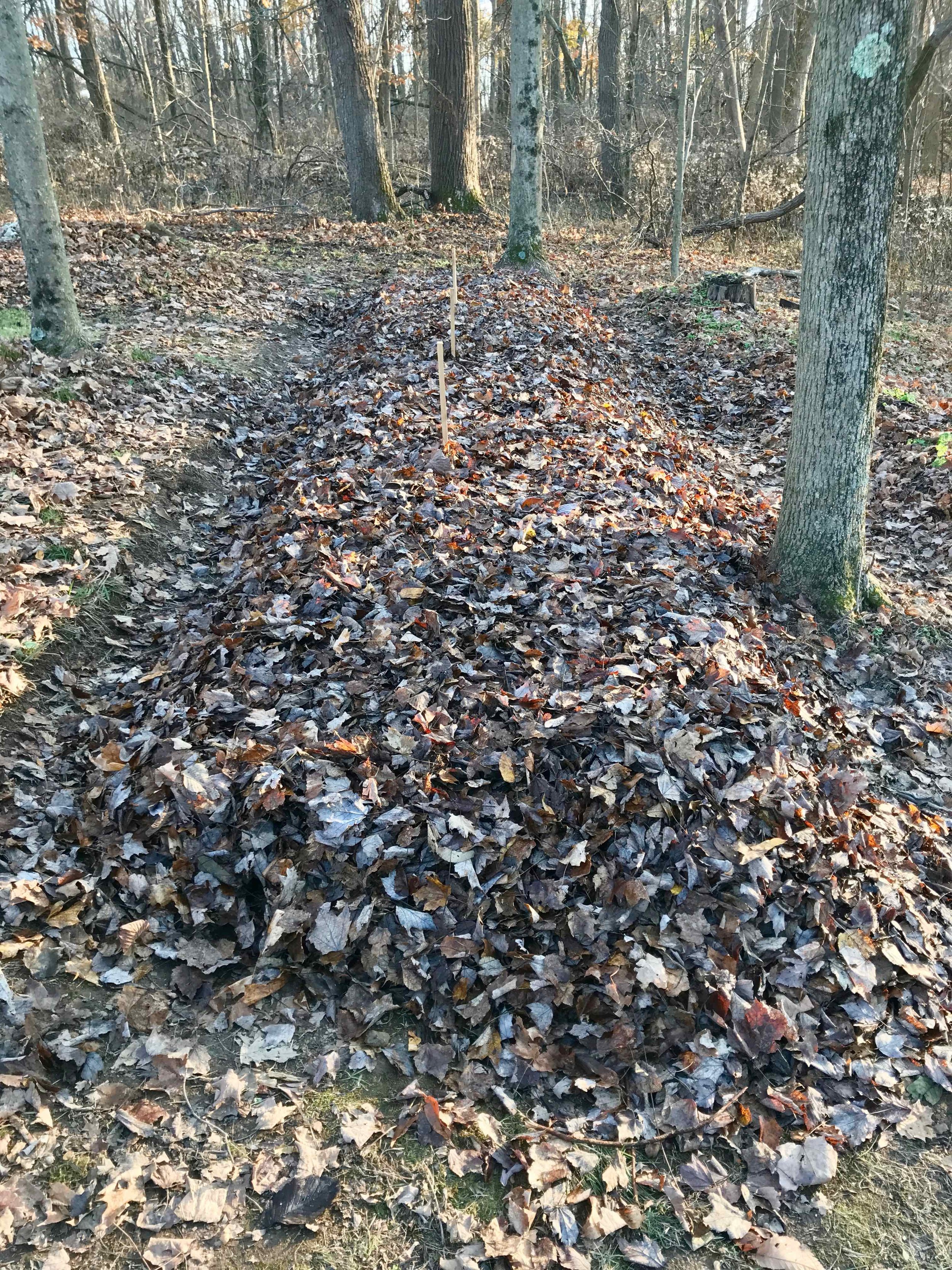 Finally, a thick layer of leaf mulch