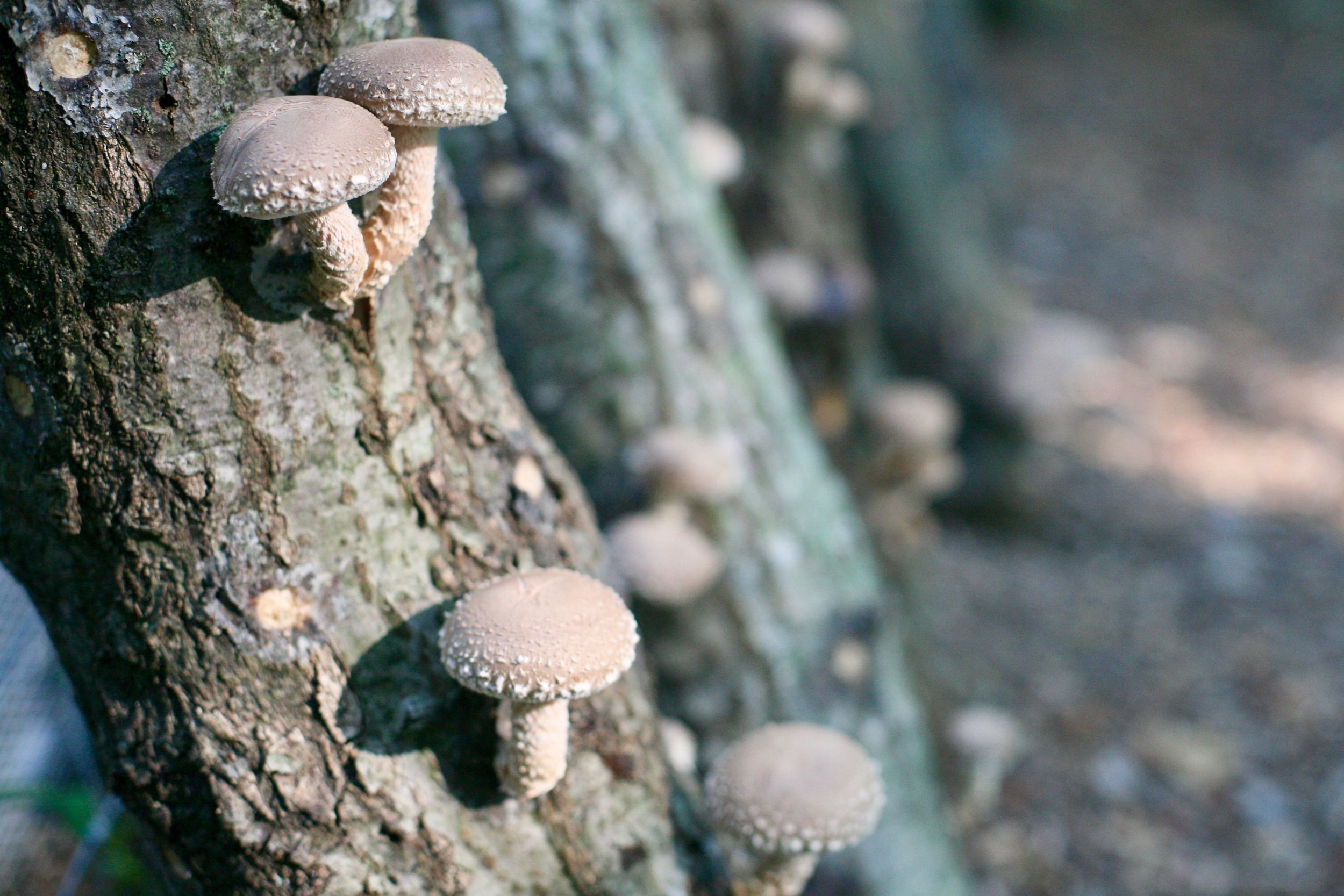 Shiitakes on Logs.jpeg