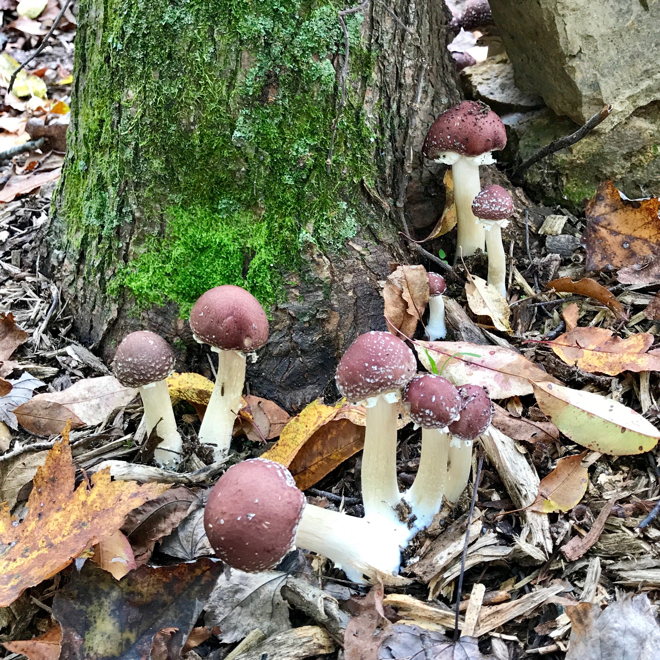 Wine Caps.jpg