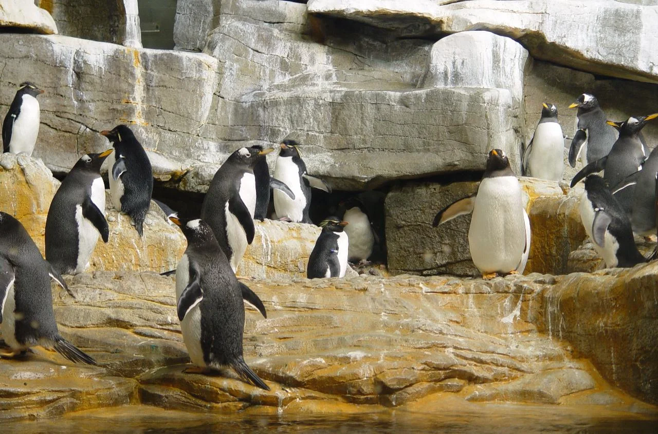 penguins.jpg