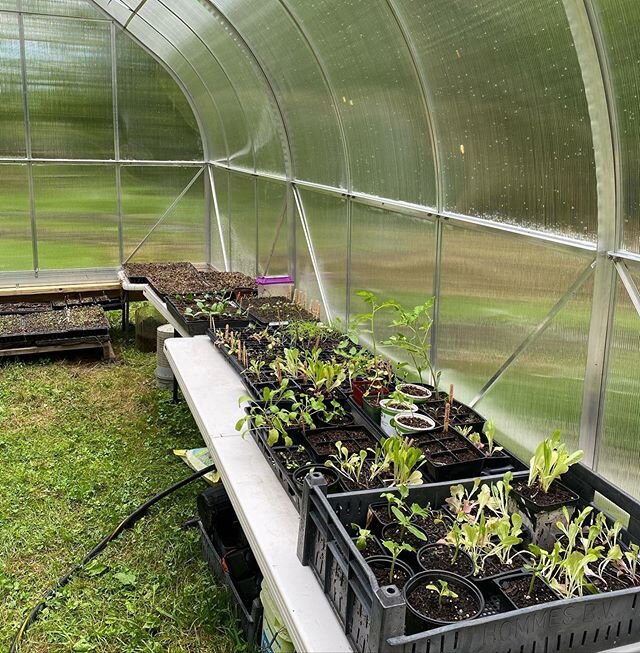 It&rsquo;s looking greener and greener in here! #greenhouseclassroom #schoolnursery Be on the lookout for some Pisgah Collective plants for sale around town soon! #plantsale #828isgreat #pisgahcollective