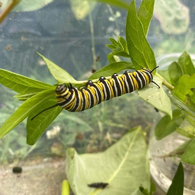 Really enjoyed the #gardenjubilee at @sidewaysfarmandbrewery this morning! We now have 4 monarch caterpillars to rear and observe and an amazing assortment of plants for our pollinator garden!! Thank you @handson_wnc for your amazing work! #gardenjub