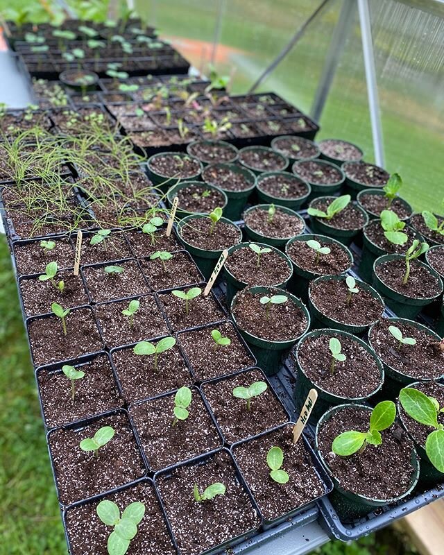 These plant babies will be for sale soon! Be on the lookout at @hikerandthehound and @roosterheadplantation in the coming weeks! Wishing you all well ☀️ ✨ 🌱 #growyourfood #plantsale #828isgreat #pisgahcollective