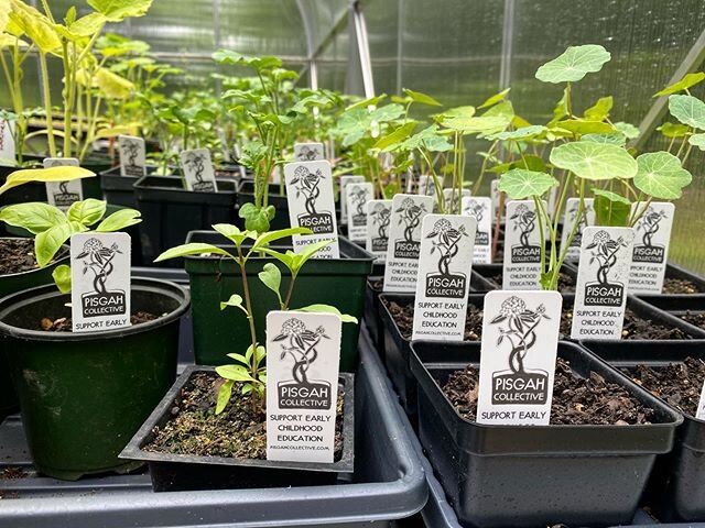These babies are ready for new homes!! #greenhouseclassroom #growgrowgrow #plantsale #summerfundraising #828isgreat #supportearlychildhoodeducation #pisgahcollective