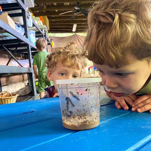 The next round of painted lady caterpillars are growing more each day! We are looking forward to continuing to observe them! #metamorphosis #lifecycleeducation #outdoored #multiageclassroom #pisgahcollective