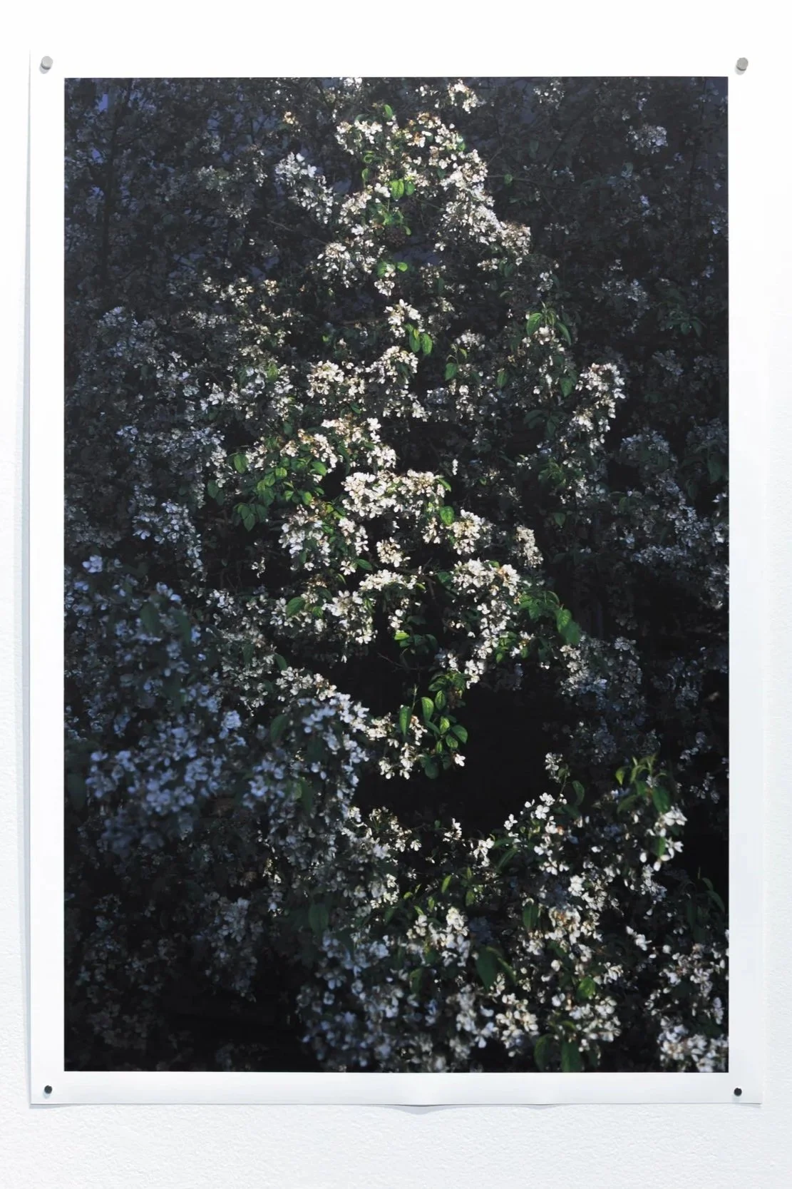 FlowersRise.jpg