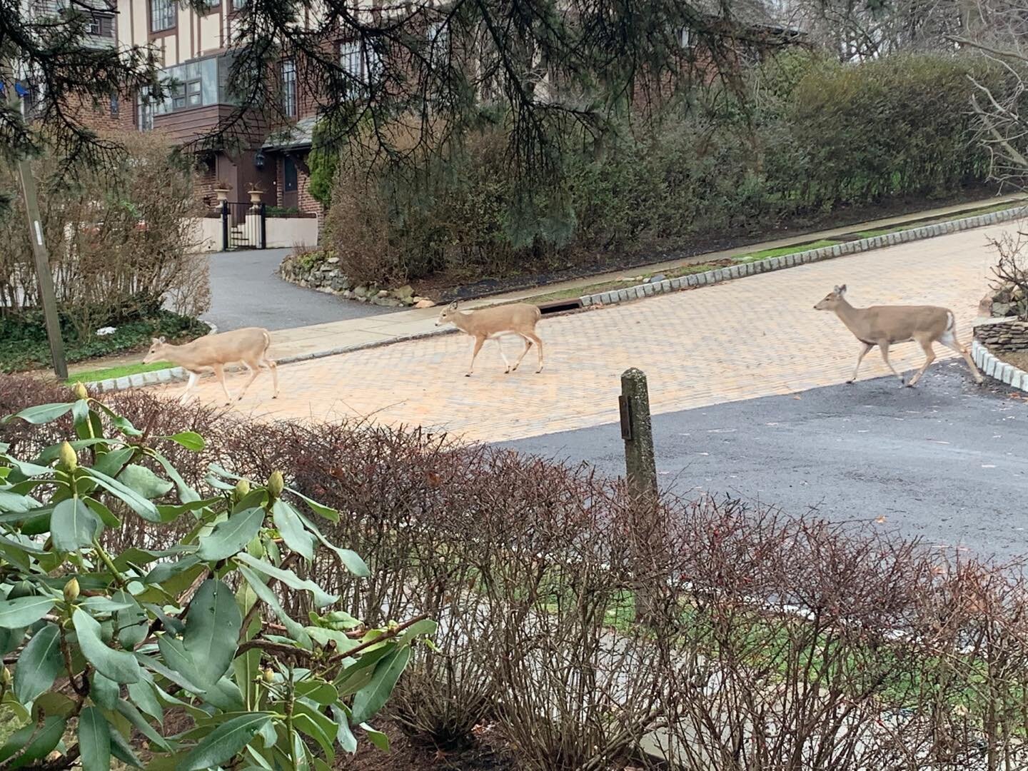 The reindeer decided to hang around after a long night&rsquo;s work. Merry Christmas everyone🎄