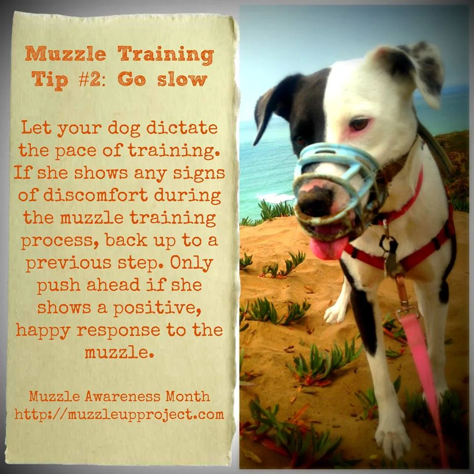 dog muzzle training