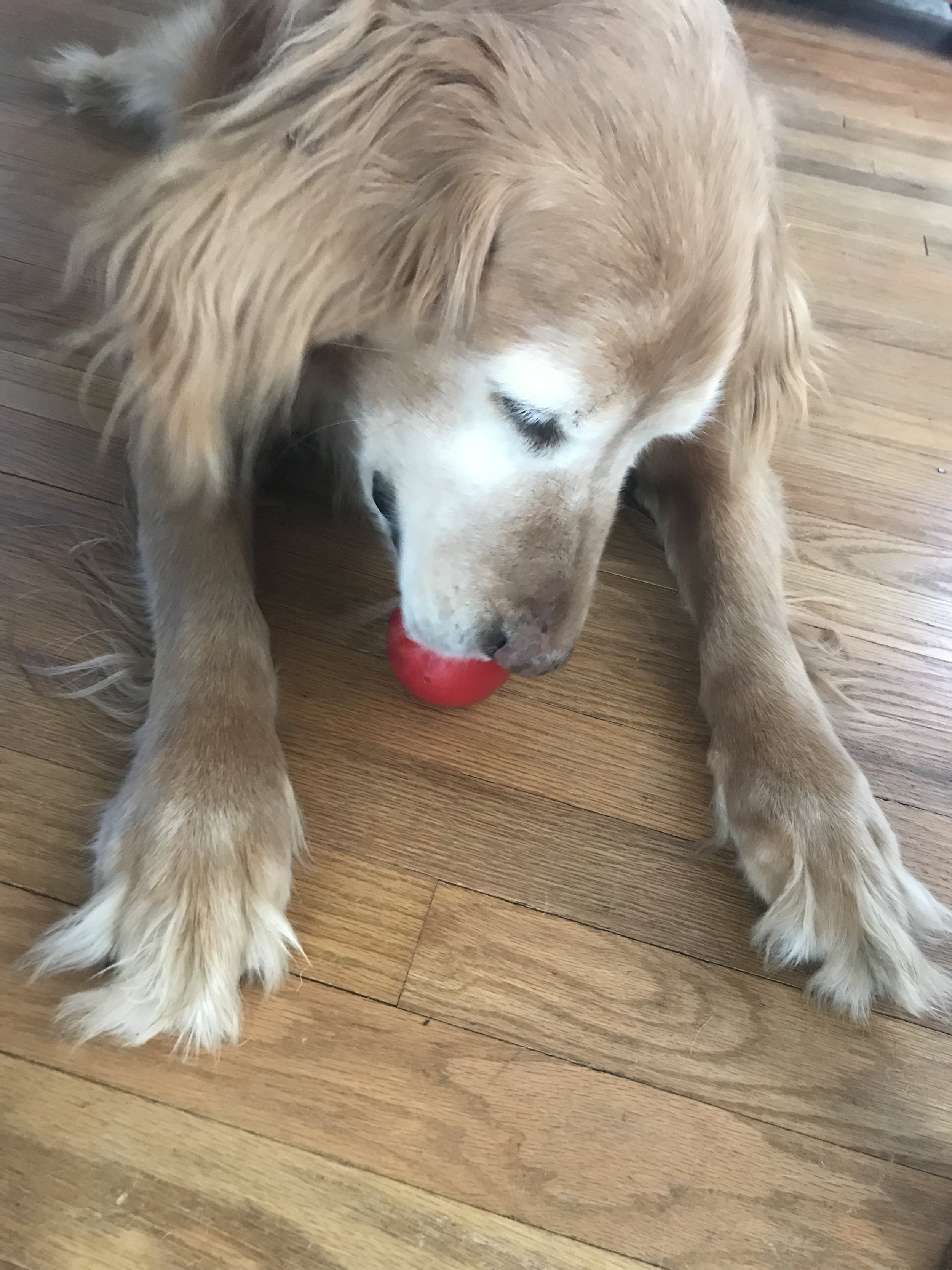 Moksha enjoying a food puzzle toy!