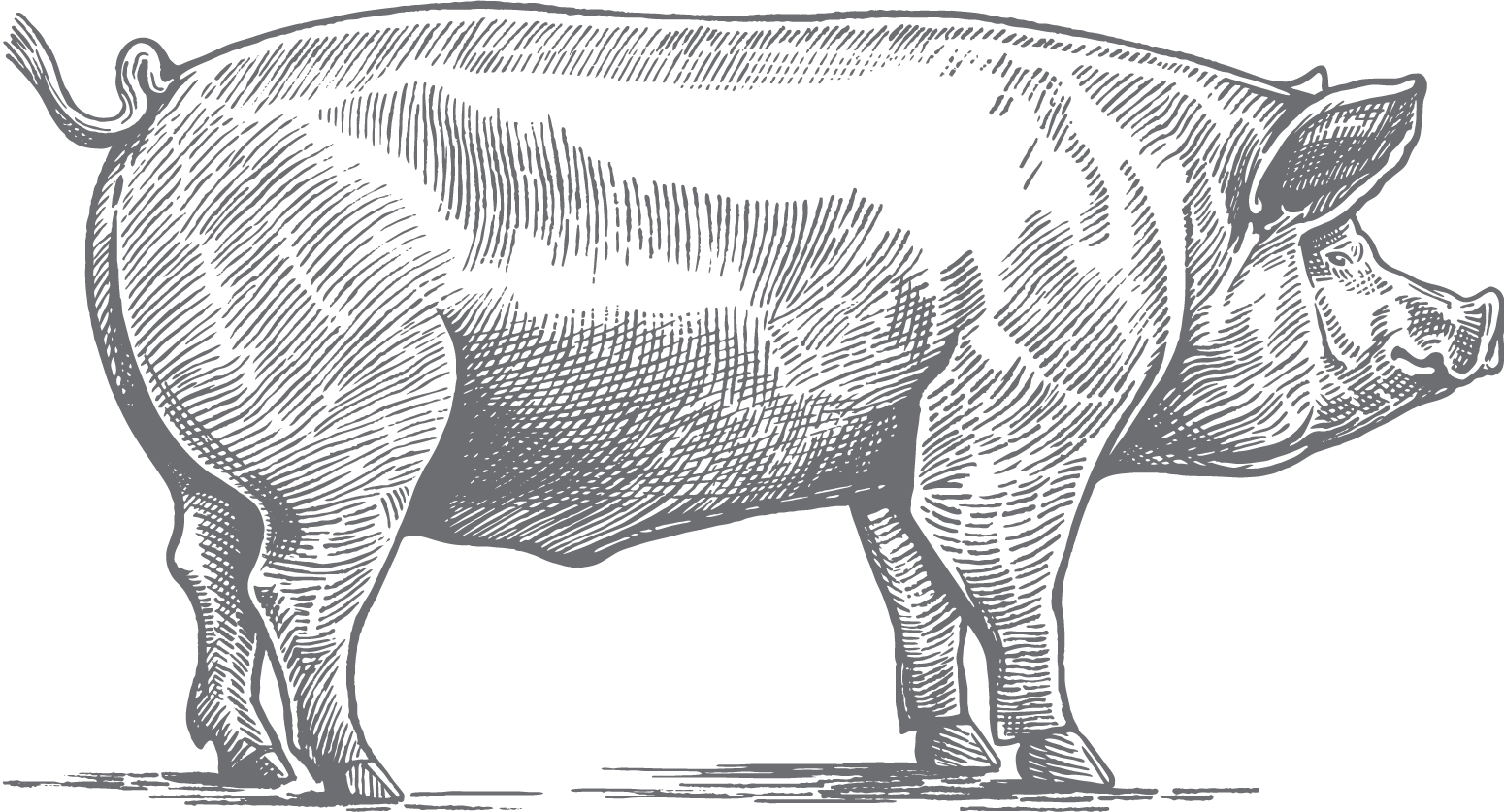 Pig Graphic-01.png