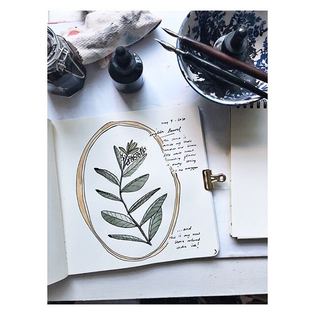 The english laurel outside my studio window 🌿
.
&ldquo;I am intrigued by writers who garden and by gardeners who write. The pen and the trowel are not interchangeable, but seem often linked.&rdquo; Marta McDowell