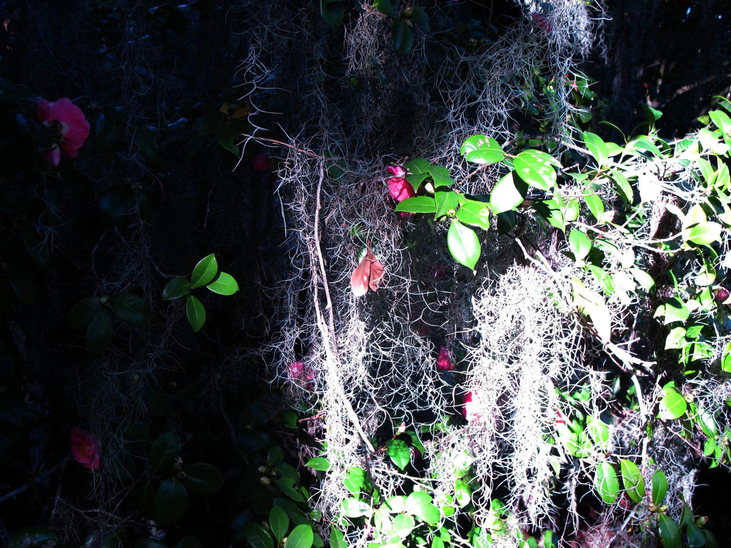 1 Dappled Camellia.jpg