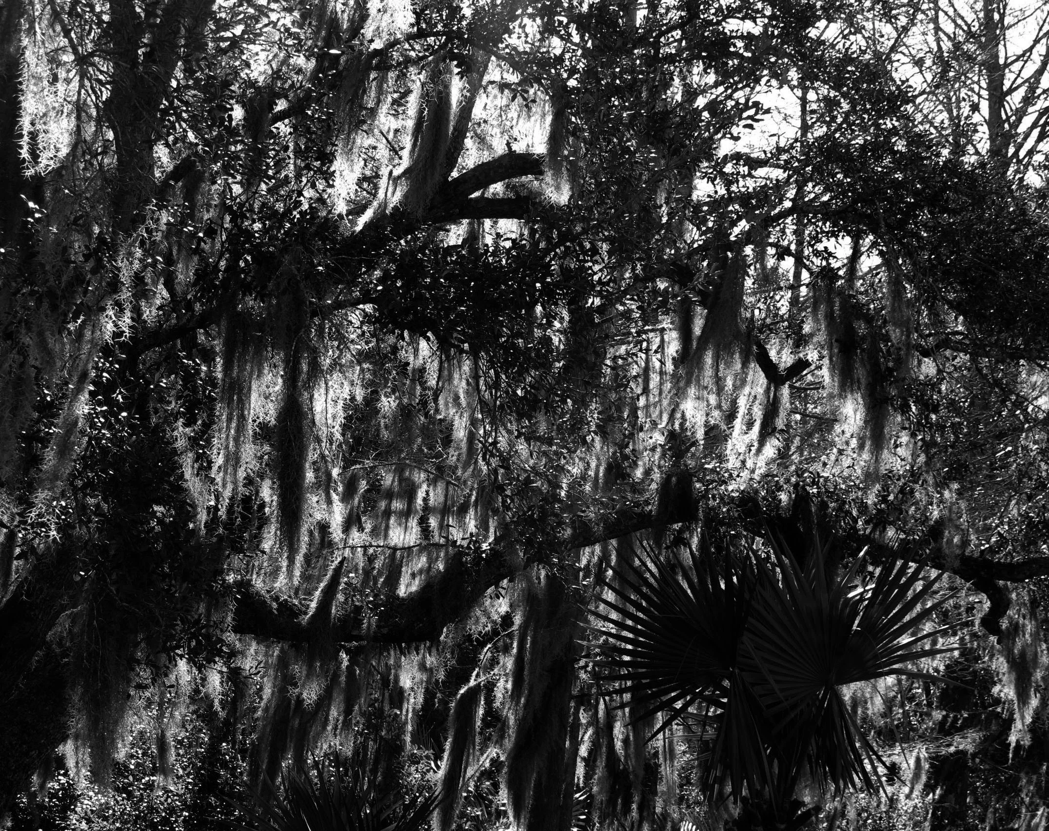 7 Palm Tree.jpg