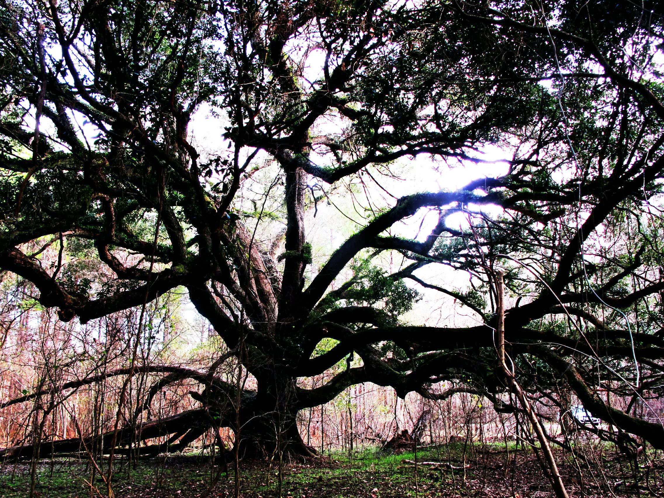 13 Live Oak.jpg