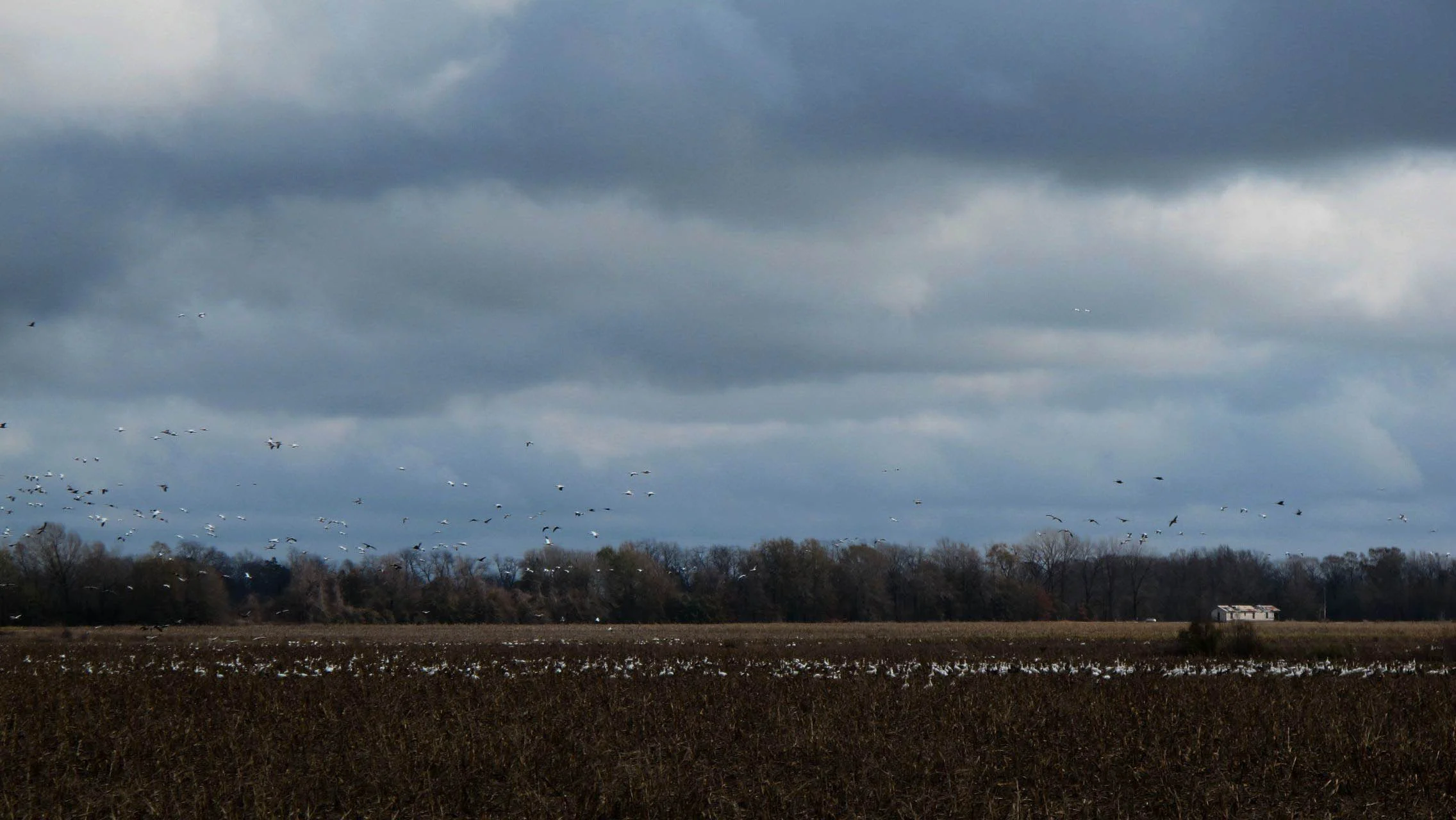 22 Snow Geese.jpg