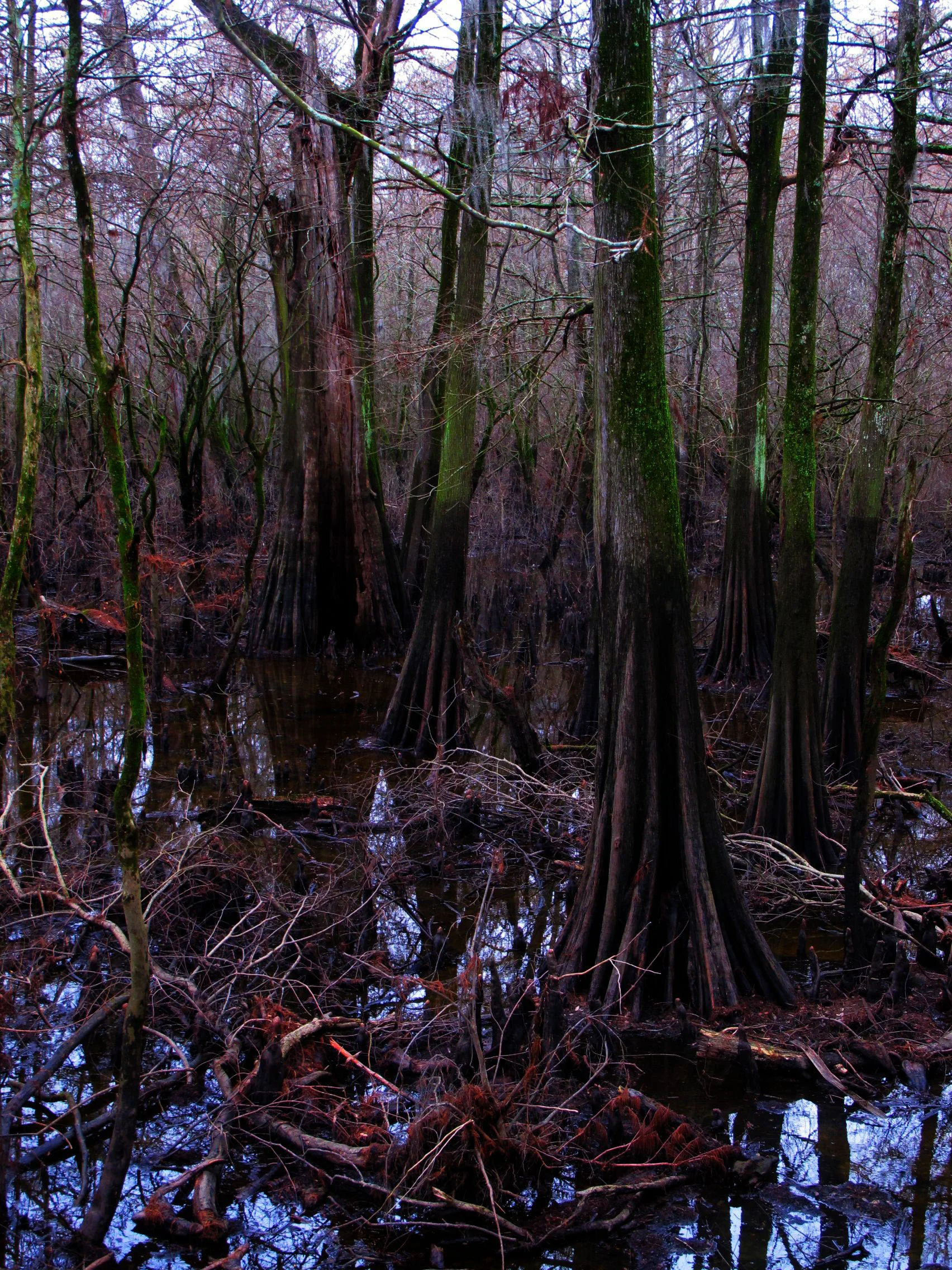 24 Bayou.jpg