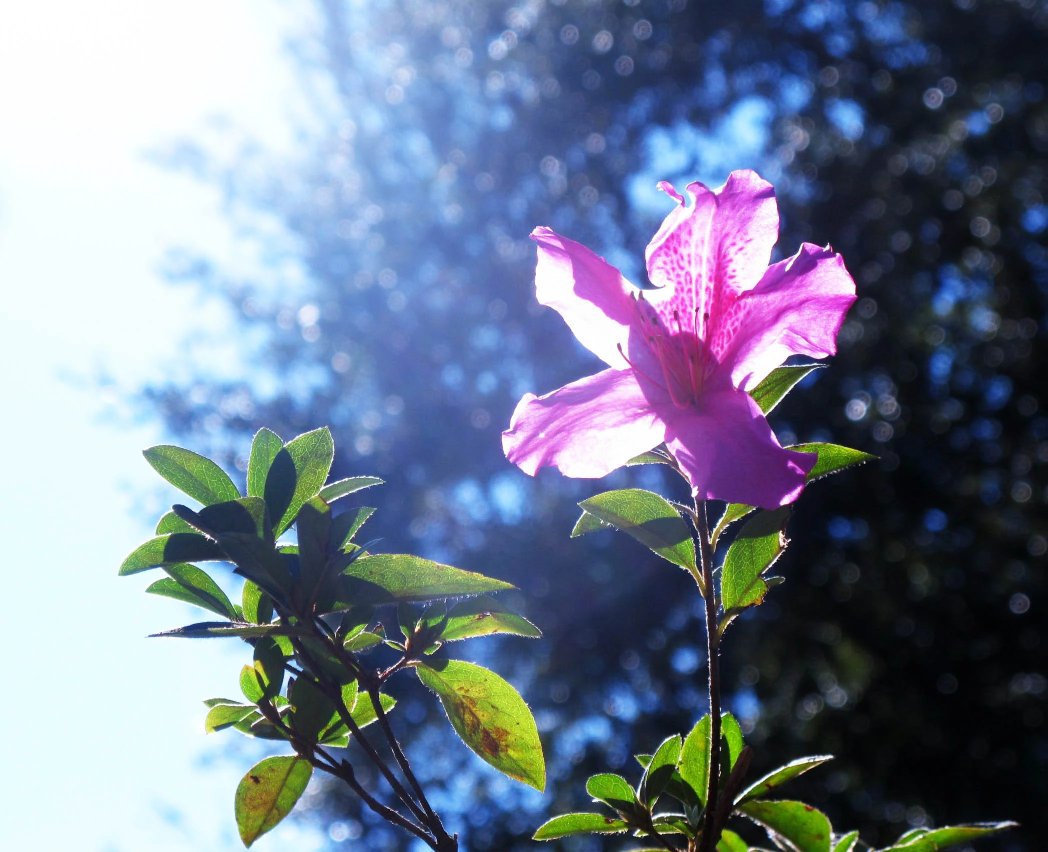 33 rhododendron.jpg