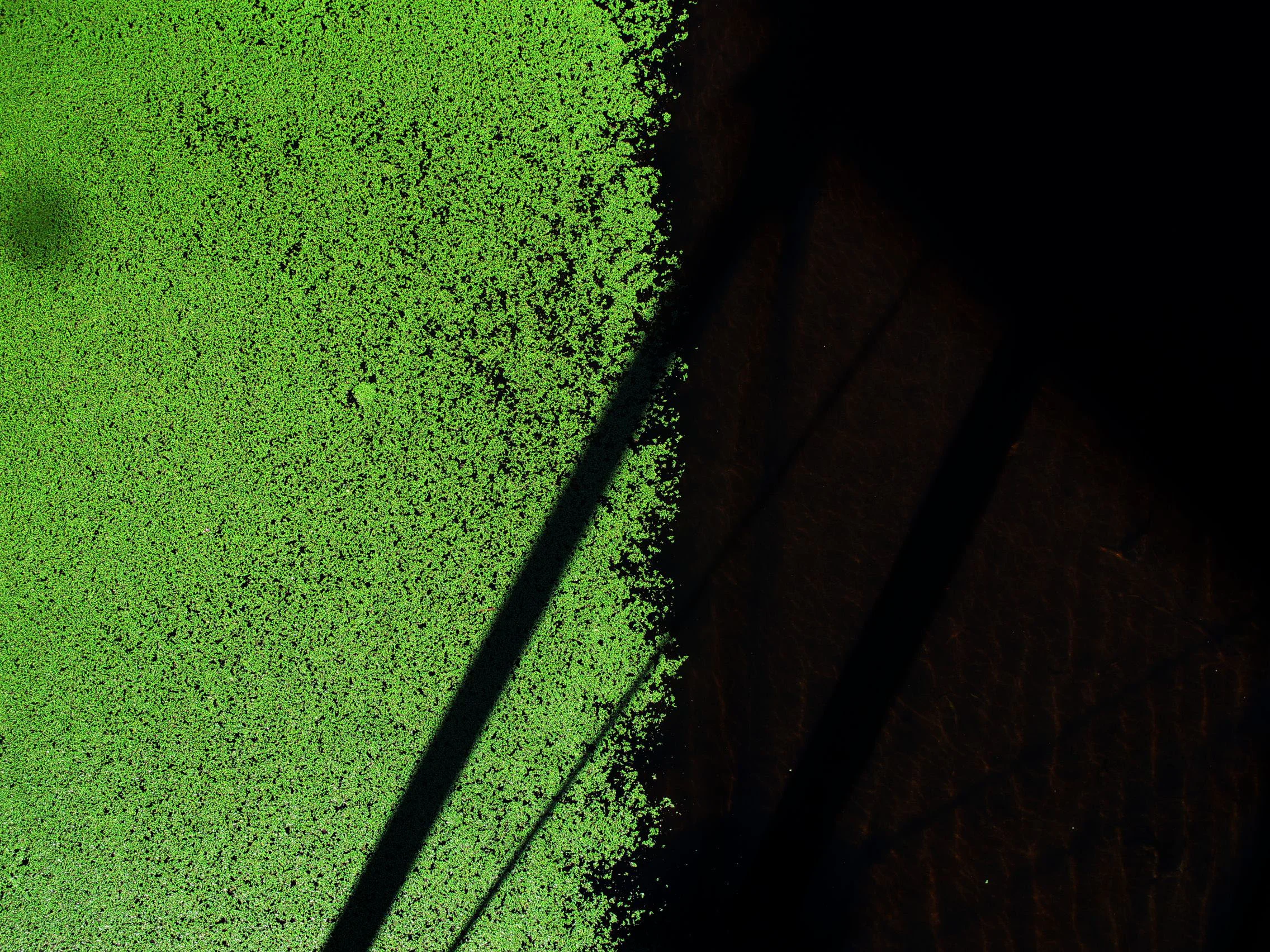 36 Green.jpg