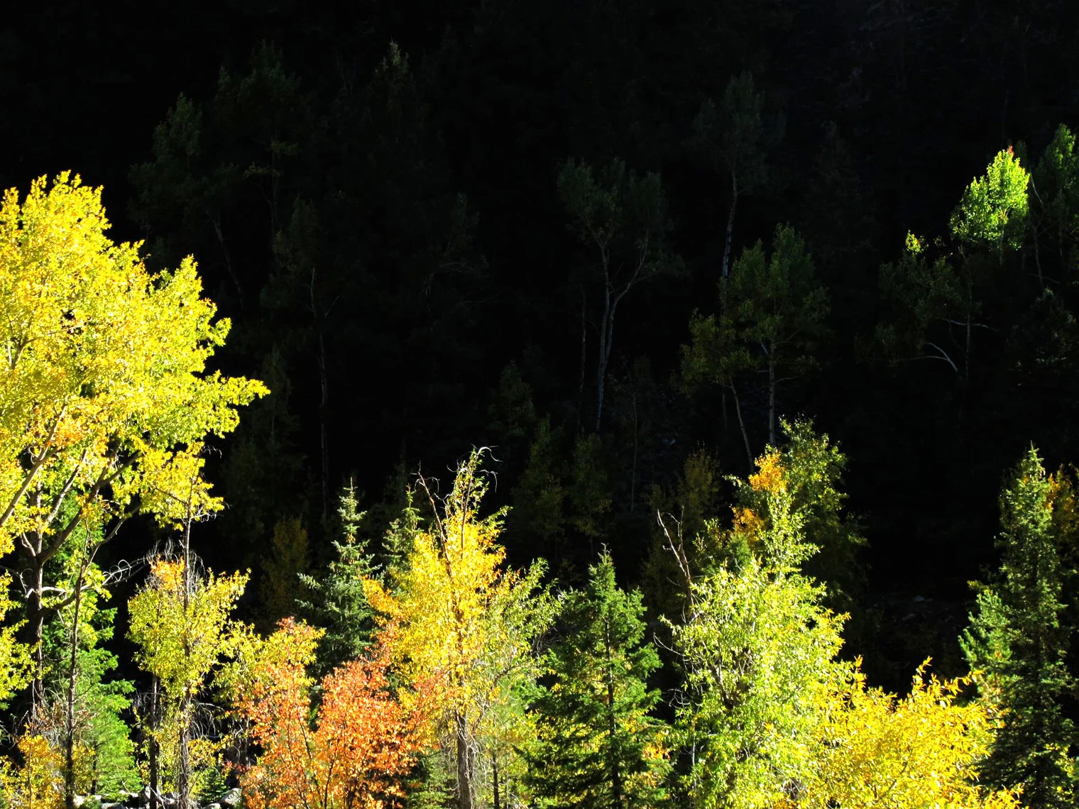 fall.jpg
