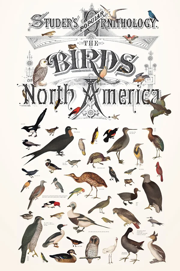  We also created medium-format posters to represent our selected library books. I scanned in the book's plate illustrations and cut out images of various birds and placed them on the book's beautiful typographic title-page. The small scattered text i
