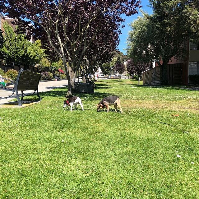 Things I love about the city.  Hidden little green spaces abound.  Hung out at St Francis Square Coop grounds and met so many residents like Mary who moved in when she was ONE, she&rsquo;s 58 now.  Legit SF.  Fun to hear her tell stories today.  #san