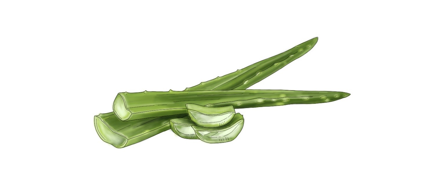 dprskn-aloeveraextract-illustration.jpg
