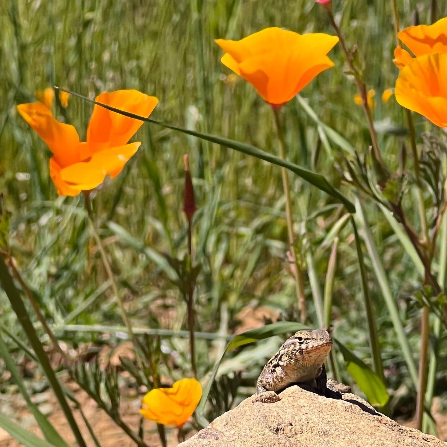 Does anyone else feel like they&rsquo;re just gently and luxuriously unfurling to the sunny warmer days (much like this little lizard, sunning themselves on a rock)?

Appreciating and soaking in these beautiful days of springtime transition. 

☀️

[I