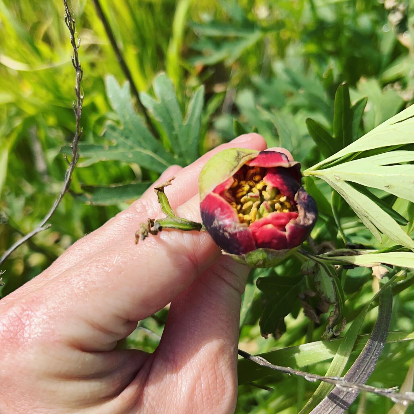 Stop and embrace the small moments.

Paeonia californica

The sweetest of springtime floral enigmas.

These shy flower heads stay in a perpetually bowed state; as if weighted and saddened as they reach for the cool earth below them.
However, a gentle