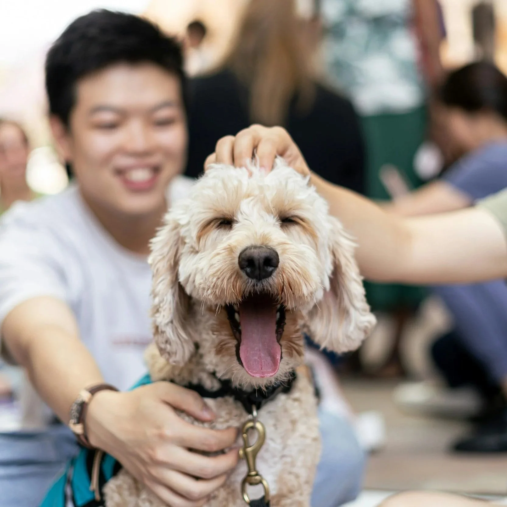 Therapy Dogs &amp; Breakfast