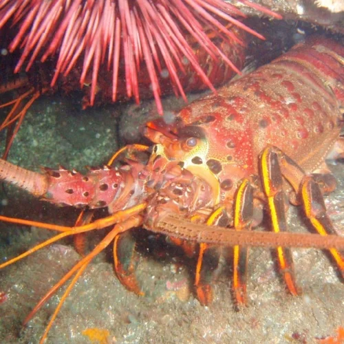 CA Spiny Lobster.jpg