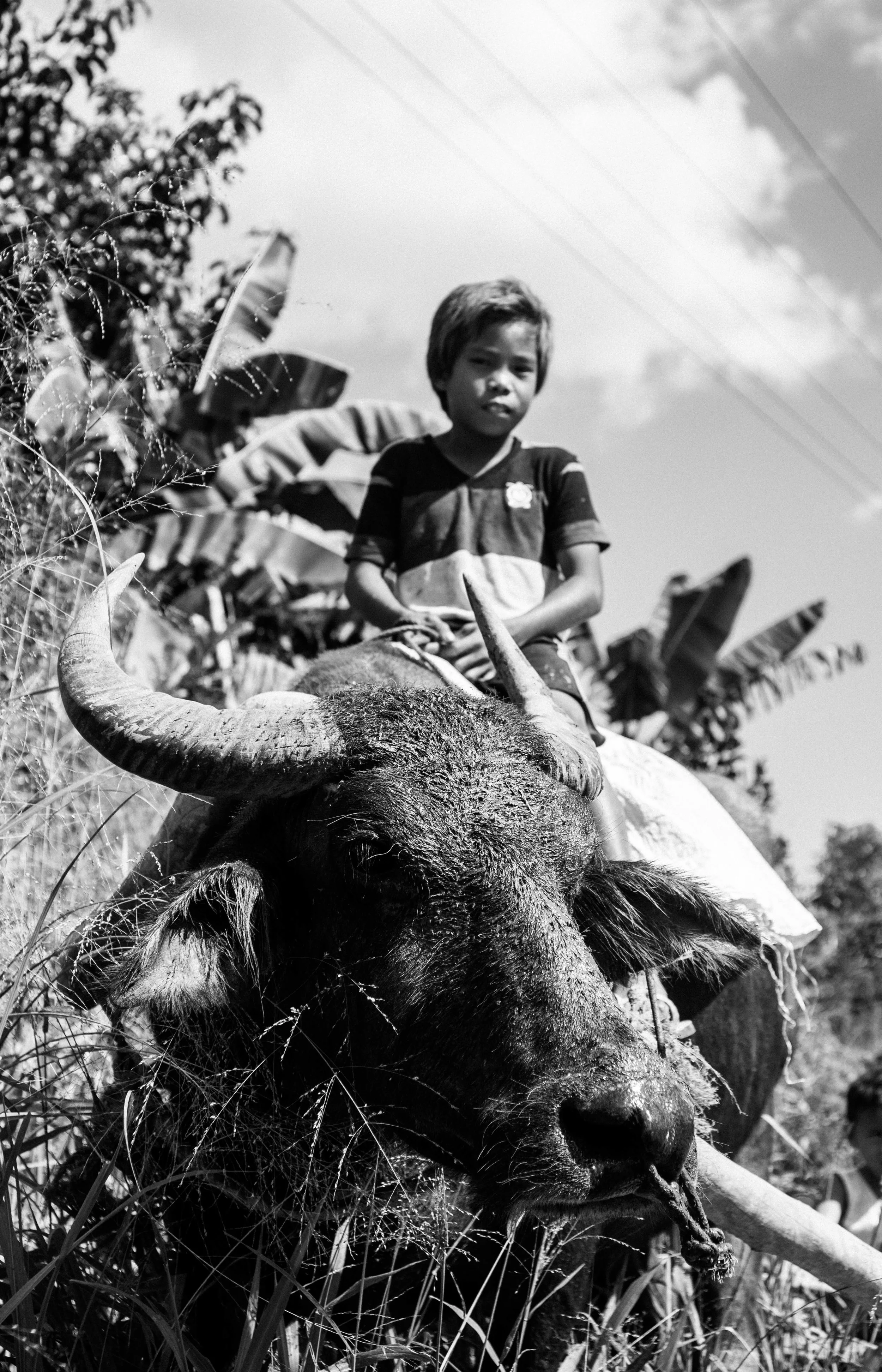 Buffalo Boy // Commission for Compassion