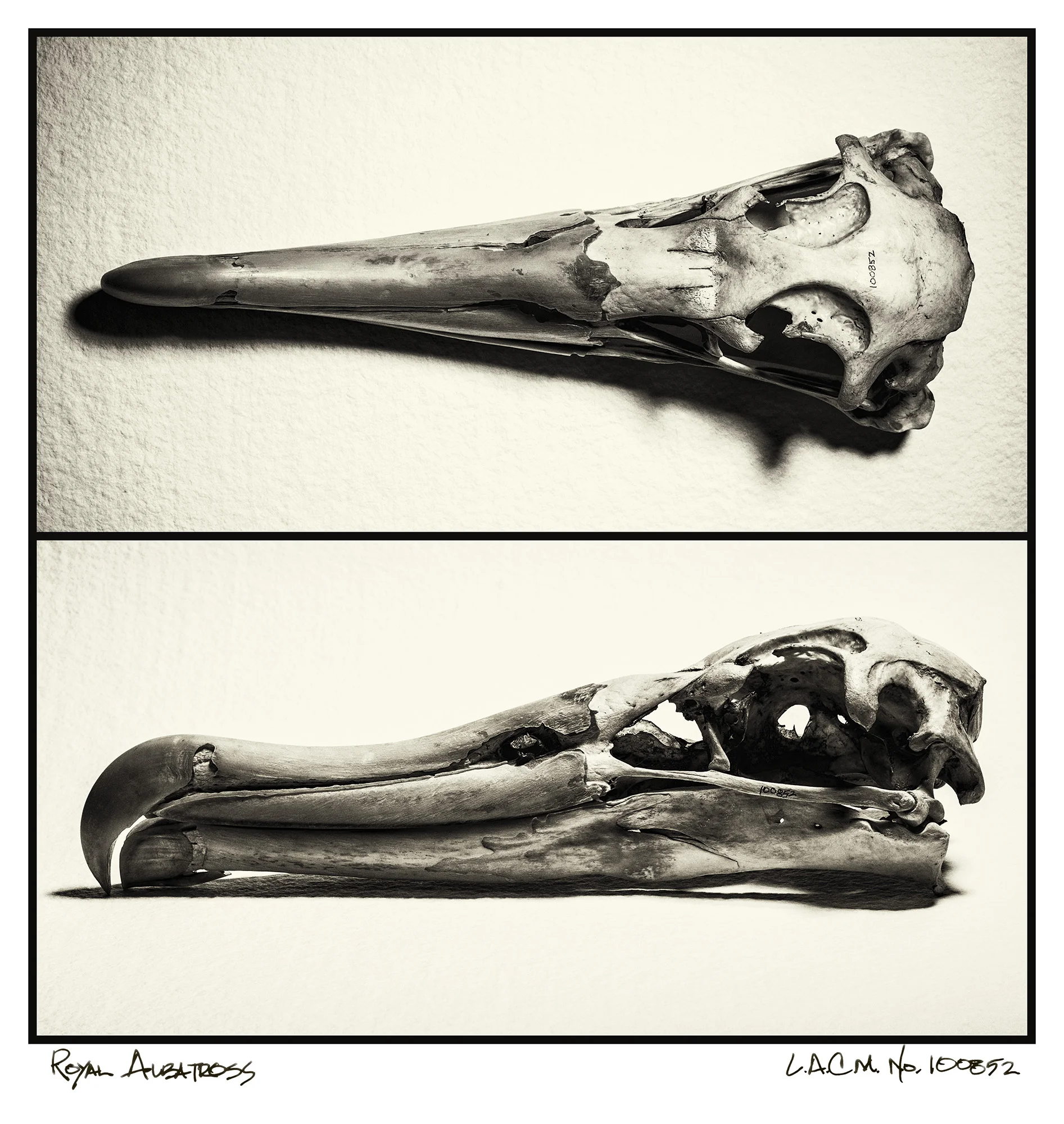 CC_SKULLS_A_COMPOSED_FINAL_small.jpg