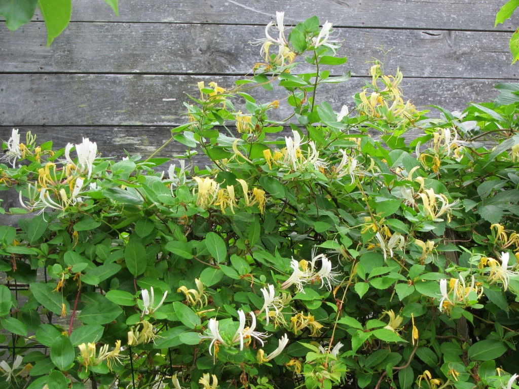 honeysuckle.jpg