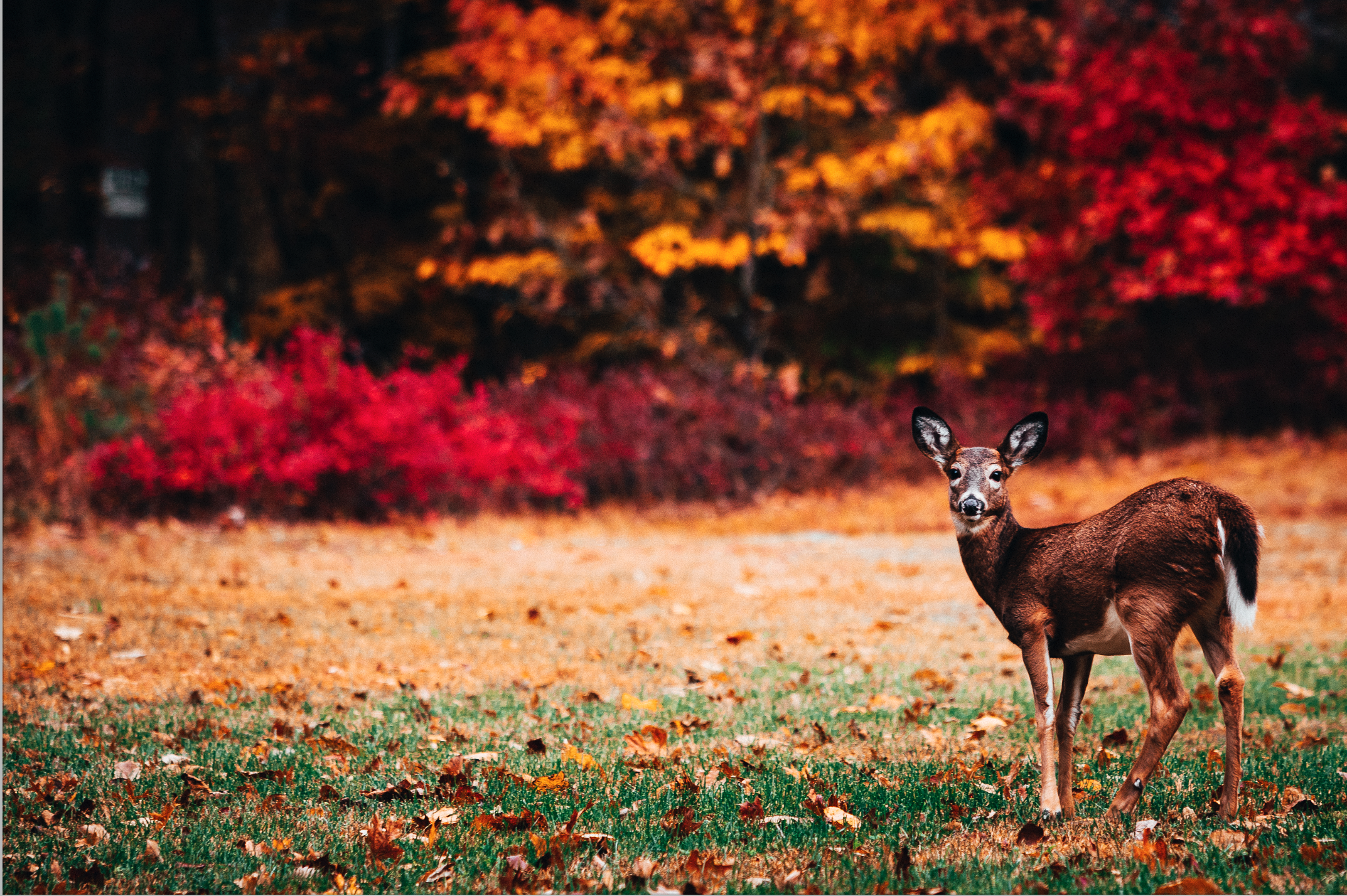 Autumn Deer