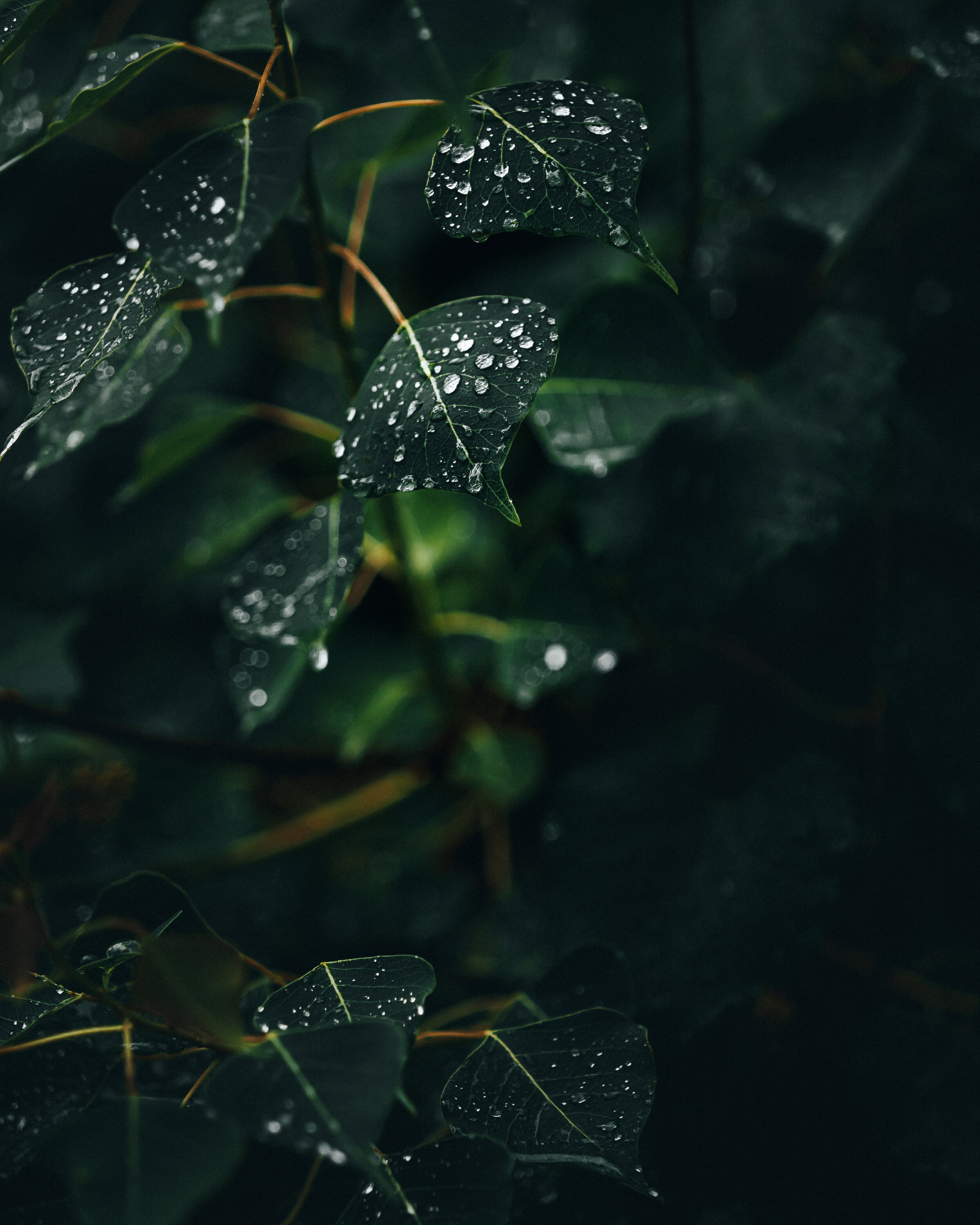 Droplets on Leaves