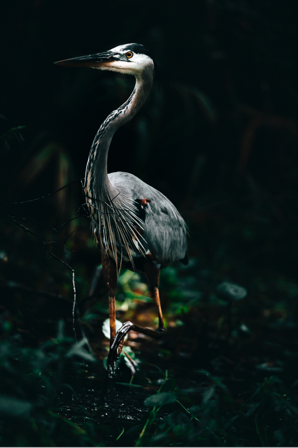 Great Blue Heron 2