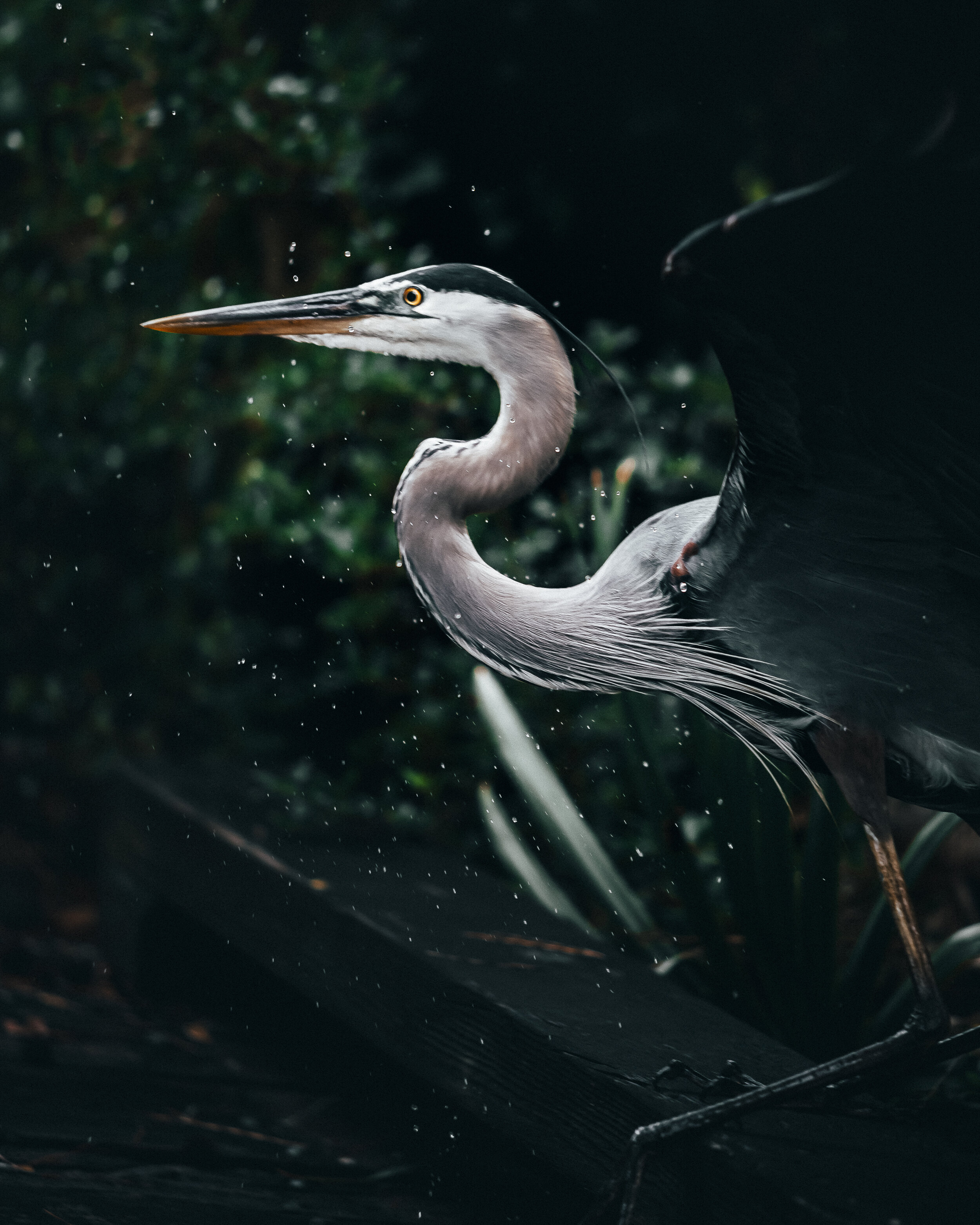 Great Blue Heron In Flight