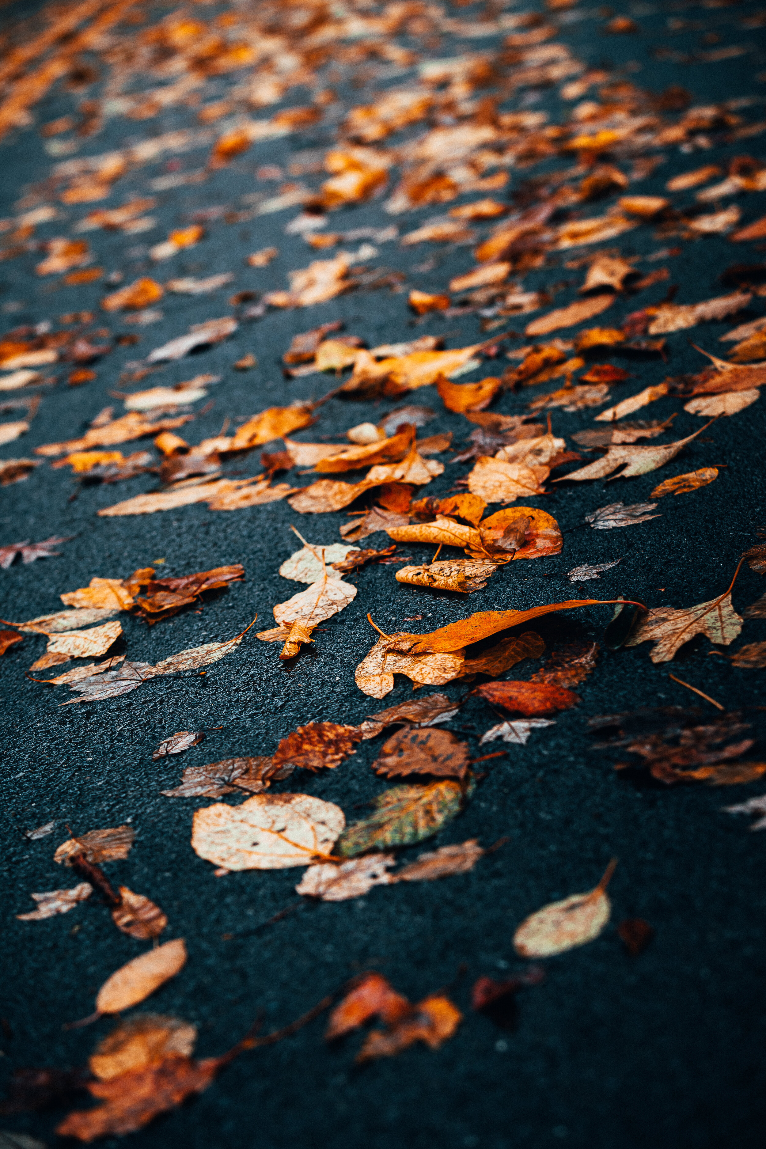 Leaves on Pavement