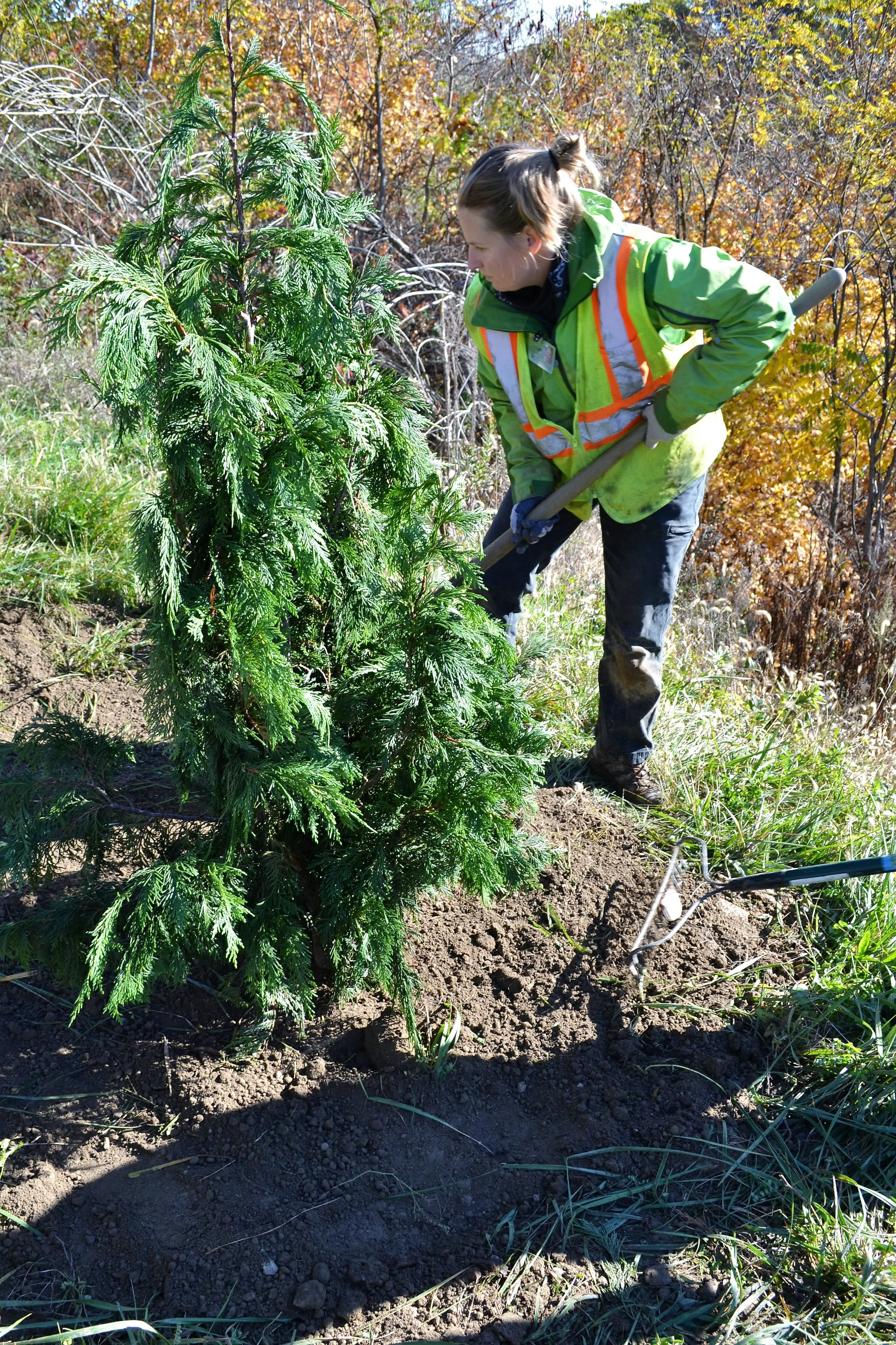 2016-11-05 Tree Planting Day (28).JPG