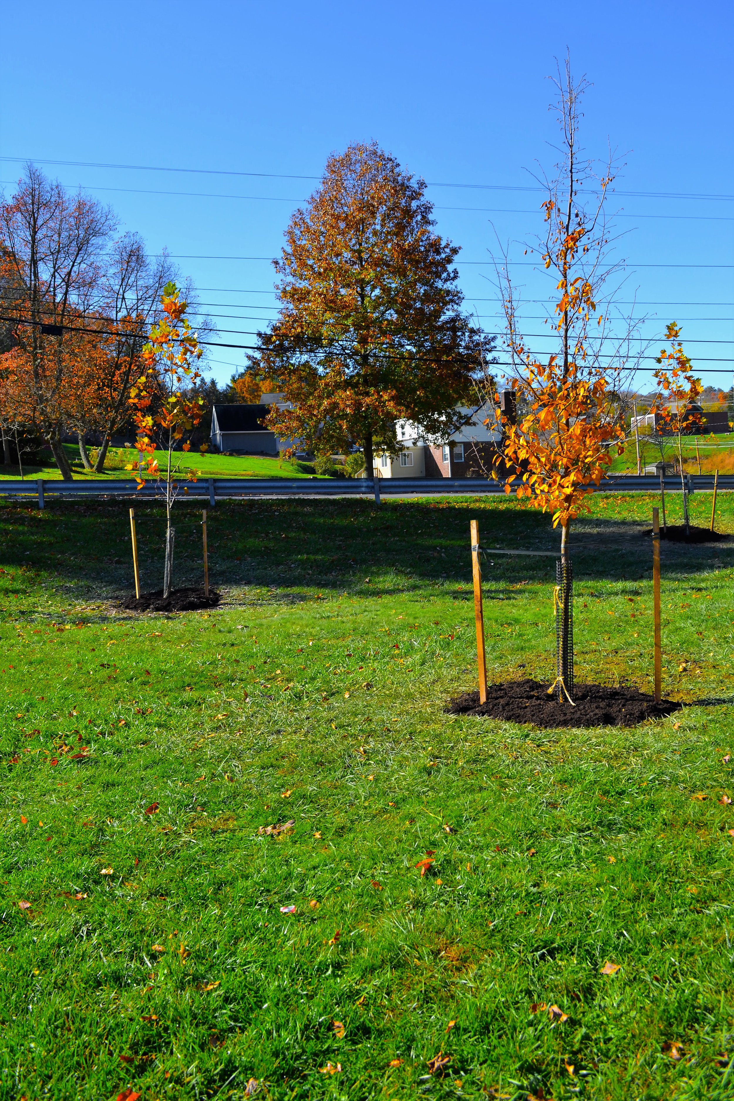 2016-11-05 Tree Planting Day (100).JPG
