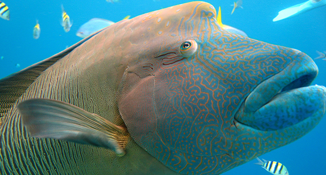 napoleon-wrasse.jpg