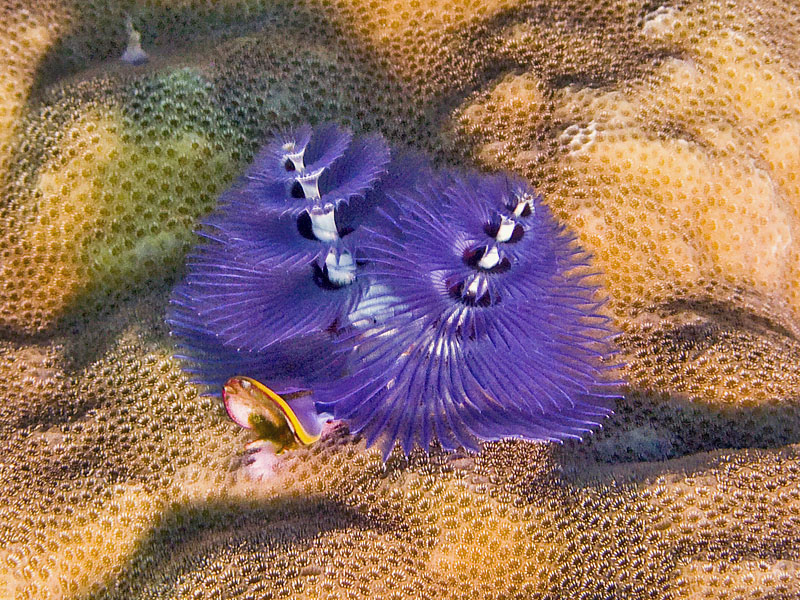 christmas_tree_worm.jpg