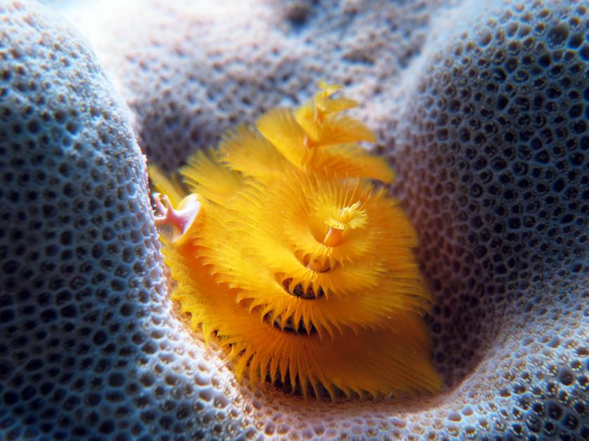 christmas-tree-worm.jpg.839x0_q71_crop-scale.jpg