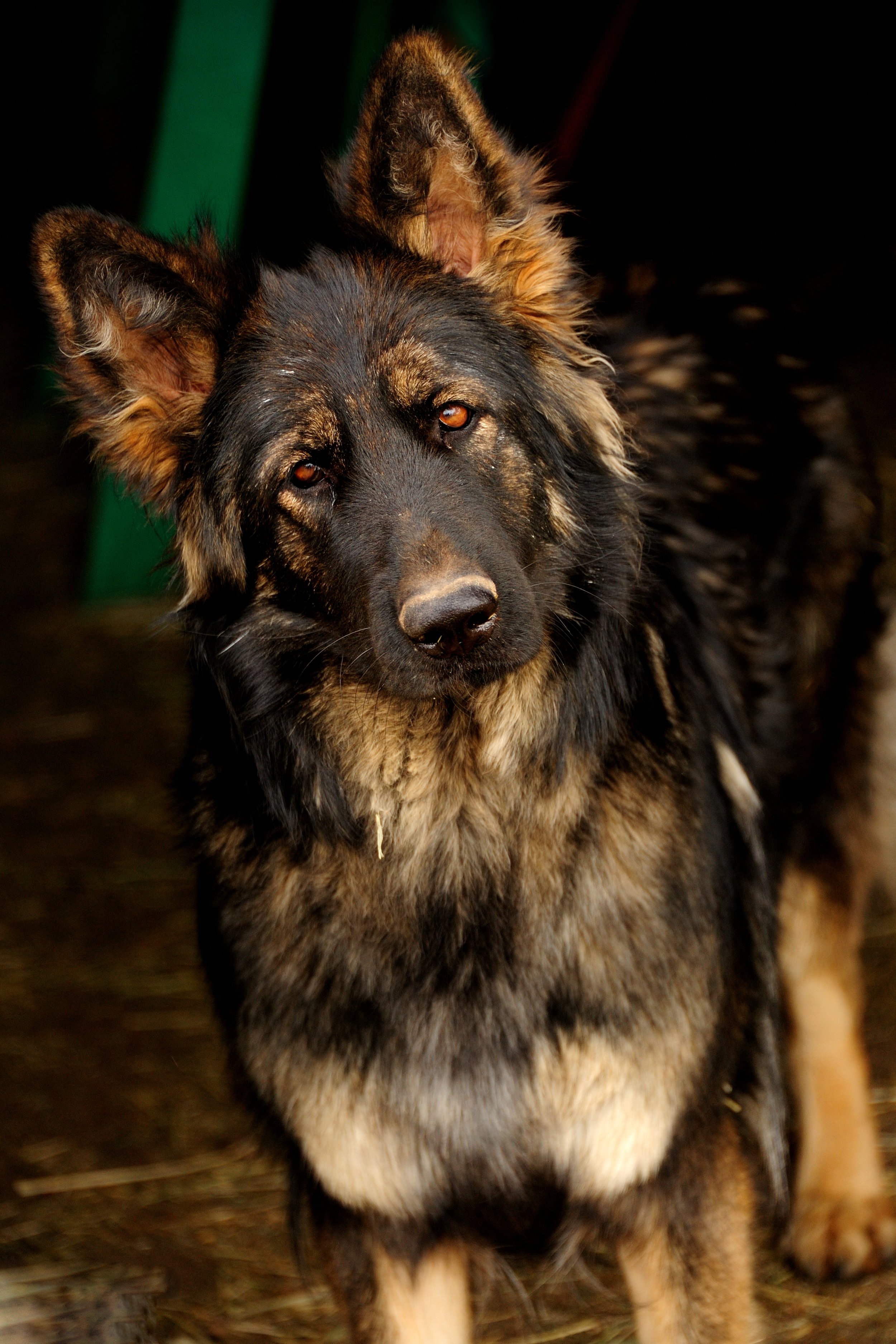 king german shepherd puppies for sale near me