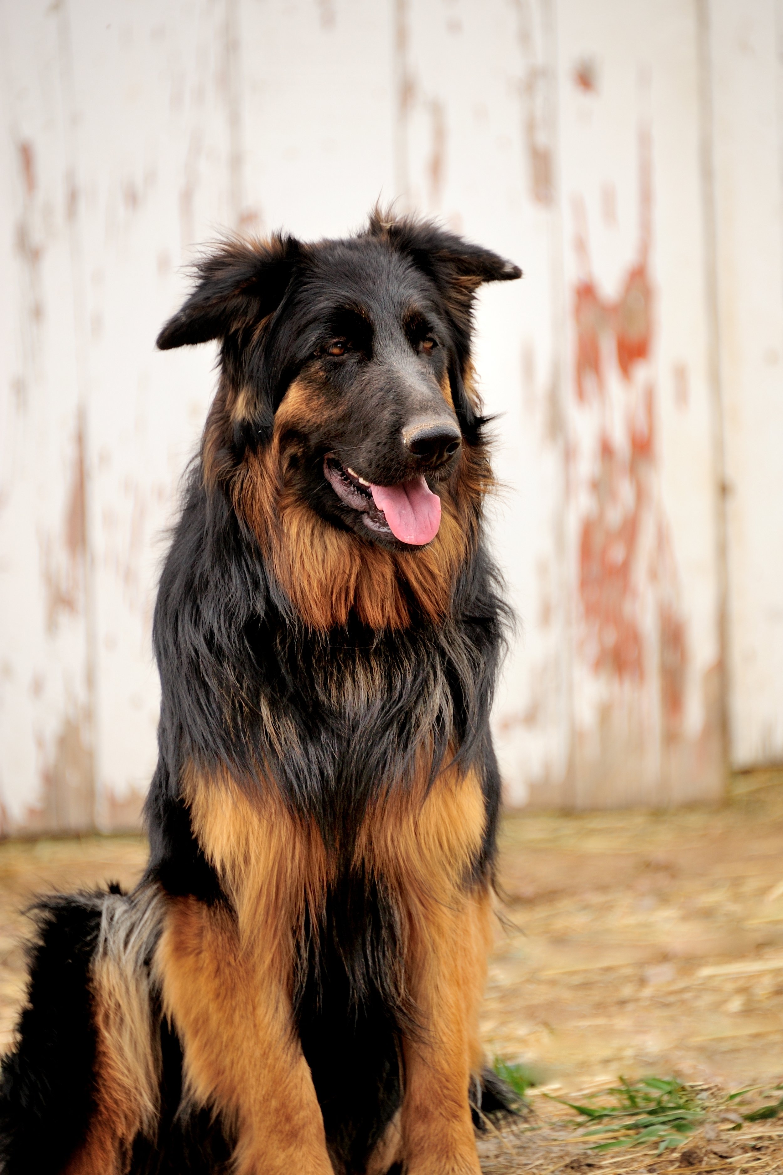 king shepherd breed