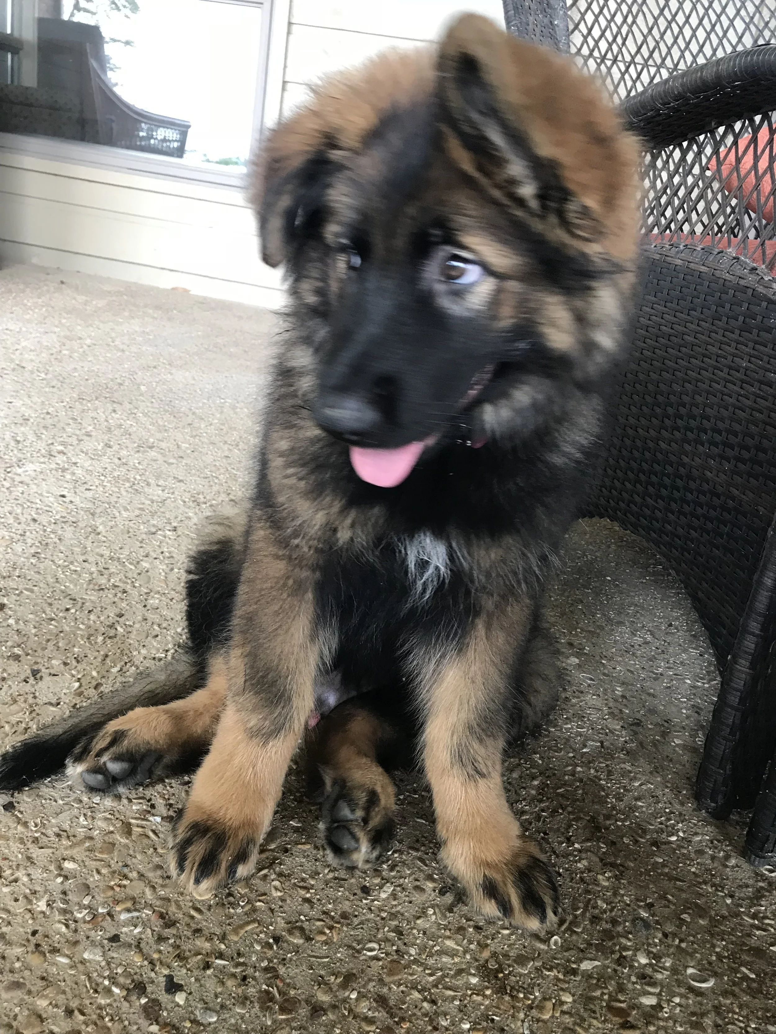 puppy king shepherd