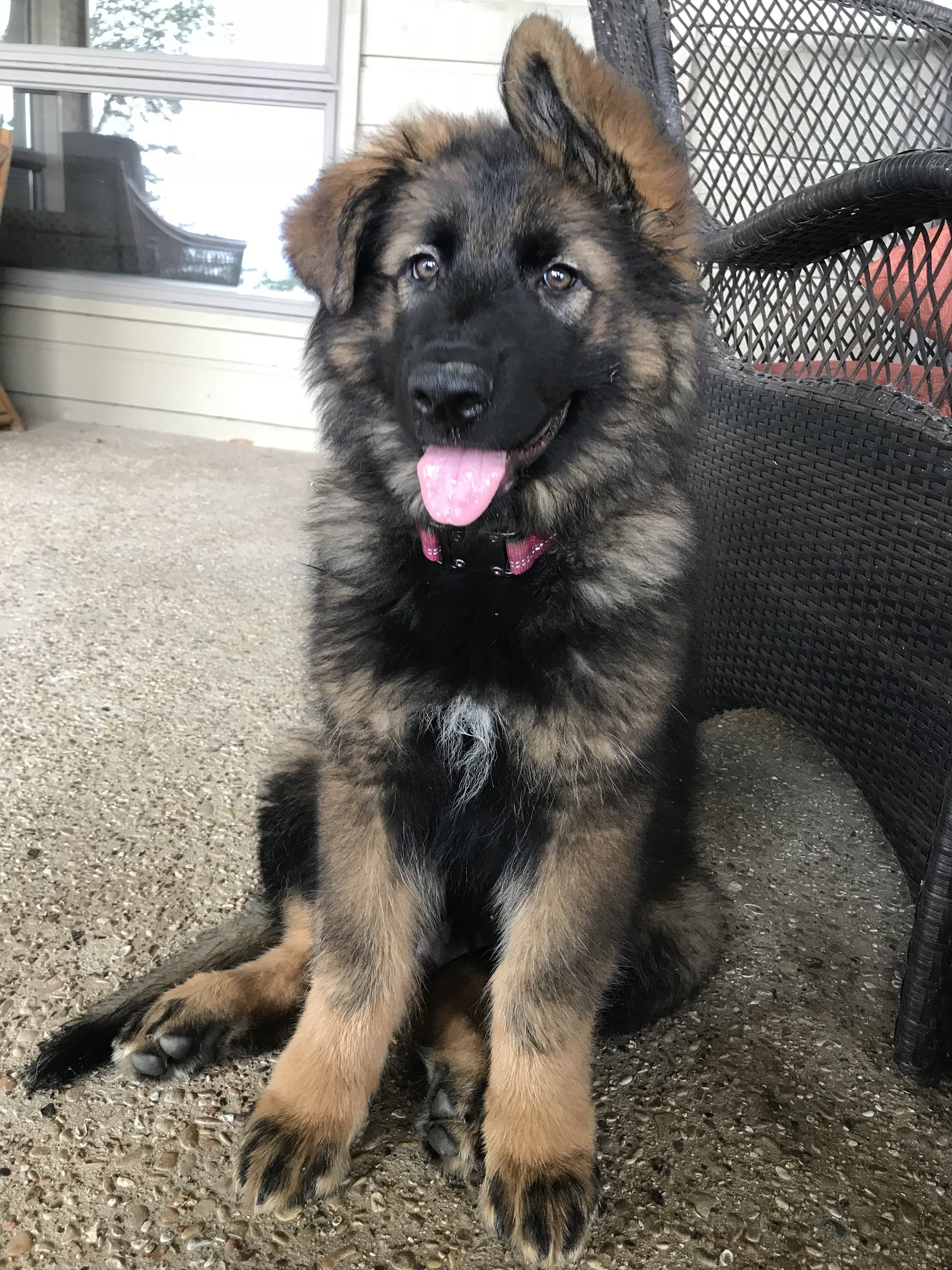 giant king shepherd puppies for sale